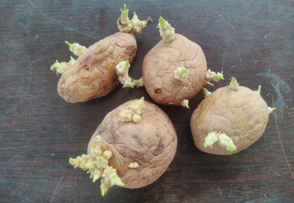 sprouted potatoes sprouted potatoes